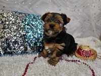 Skyler, a male Yorkshire Terrier for sale in Springfield, MO – Photo 7 of 8