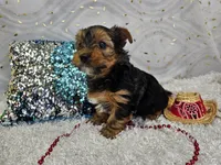 Skyler, a male Yorkshire Terrier for sale in Springfield, MO – Photo 8 of 8
