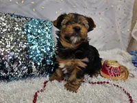 Skyler, a male Yorkshire Terrier for sale in Springfield, MO – Photo 3 of 8
