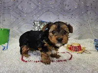 Skyler, a male Yorkshire Terrier for sale in Springfield, MO – Photo 2 of 8