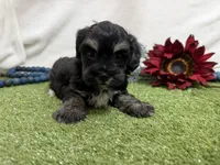 Dallas , a male Havanese for sale in Springfield, MO – 5 of 6