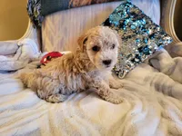 Tiger, a male Poodle - Toy  for sale in Springfield, MO – Photo 6 of 6