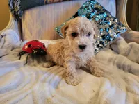 Tiger, a male Poodle - Toy  for sale in Springfield, MO – Photo 2 of 6
