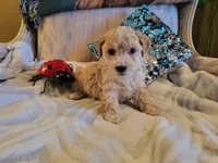 Tiger, a male Poodle - Toy  for sale in Springfield, MO – Photo 1 of 6