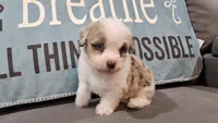 Toy size Caleb blue eyes !!!, a male Aussiedoodle for sale in Springfield, MO – 3 of 10