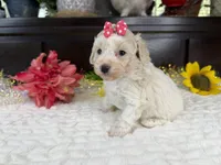 Eden, a female Aussiedoodle for sale in Springfield, MO – 4 of 8