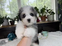 Toy size Conley blue eyes!!!, a male Aussiedoodle for sale in Springfield, MO – 6 of 9