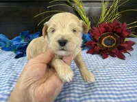 Pickles, a male Havapoo for sale in Springfield, MO – 4 of 10