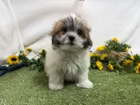 Trent, a male Mal Shi for sale in Springfield, MO – 2 of 10