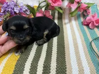 Lucey, a female Havanese for sale in Springfield, MO – 9 of 9