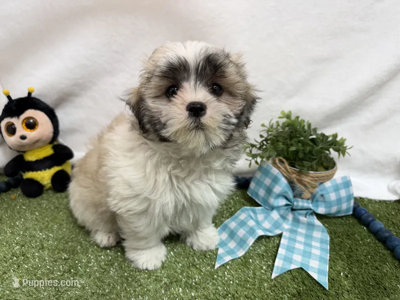 Oscar  – Mal Shi puppy for sale in Springfield, MO