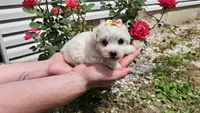 Candy, a male Bichon Frise for sale in Springfield, MO – 7 of 7