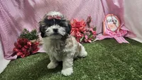 Lilly, a female Bichon Frise and Shih Tzu for sale in Springfield, MO – Photo 4 of 10