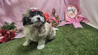 Lilly, a female Bichon Frise and Shih Tzu for sale in Springfield, MO – Photo 7 of 10