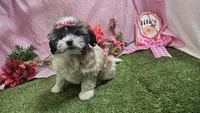 Lilly, a female Bichon Frise and Shih Tzu for sale in Springfield, MO – Photo 6 of 10