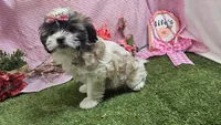 Lilly, a female Bichon Frise and Shih Tzu for sale in Springfield, MO – Photo 10 of 10