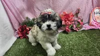 Lilly, a female Bichon Frise and Shih Tzu for sale in Springfield, MO – Photo 3 of 10