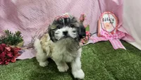 Lilly, a female Bichon Frise and Shih Tzu for sale in Springfield, MO – Photo 2 of 10