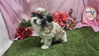 Lilly, a female Bichon Frise and Shih Tzu for sale in Springfield, MO – Photo 5 of 10