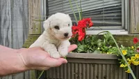 Nate, a male Bichon Frise for sale in Springfield, MO – 5 of 7