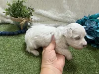 Ben, a male Maltese for sale in Springfield, MO – 4 of 6