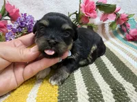 Lucey, a female Havanese for sale in Springfield, MO – 6 of 9