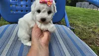 Cindy, a male Bichon Frise for sale in Springfield, MO – 7 of 8