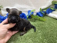 Scout, a male Havanese for sale in Springfield, MO – 6 of 7