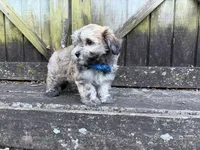 Cole, a male Shichon for sale in Springfield, MO – 3 of 9