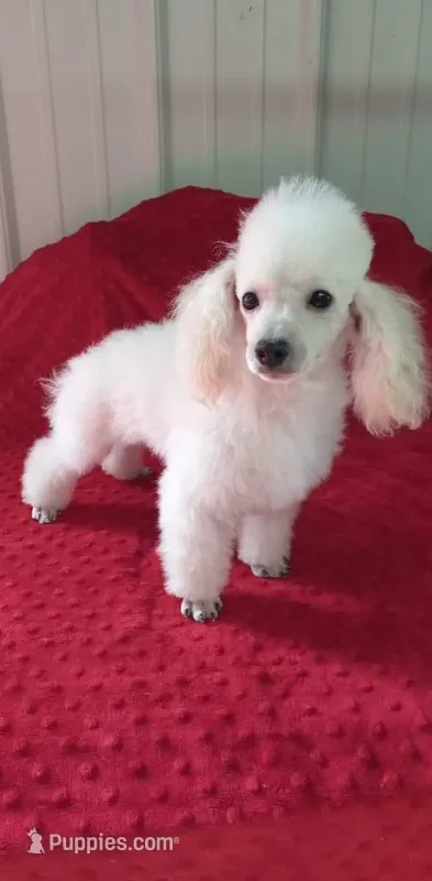 Bentley, a male Poodle - Toy  for sale in Springfield, MO – Photo 1 of 7