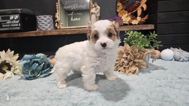 Dandy – Cavapoo puppy for sale in Springfield, MO