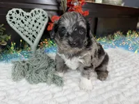 Matrix, a male Aussiedoodle for sale in Springfield, MO – 1 of 10
