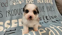 Toy size Conley blue eyes!!!, a male Aussiedoodle for sale in Springfield, MO – 8 of 10