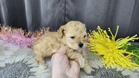 Gracie, a female Maltipoo for sale in Springfield, MO – Photo 3 of 9