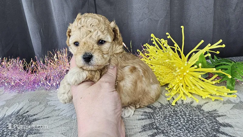 Gracie – Maltipoo puppy for sale in Springfield, MO