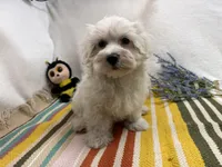 Rowen, a male Maltese for sale in Springfield, MO – 10 of 10