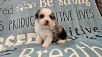 Toy size Conley blue eyes!!!, a male Aussiedoodle for sale in Springfield, MO – 5 of 10