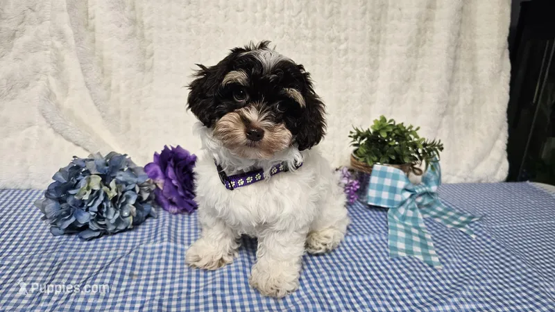 Jax – Havapoo puppy for sale in Springfield, MO