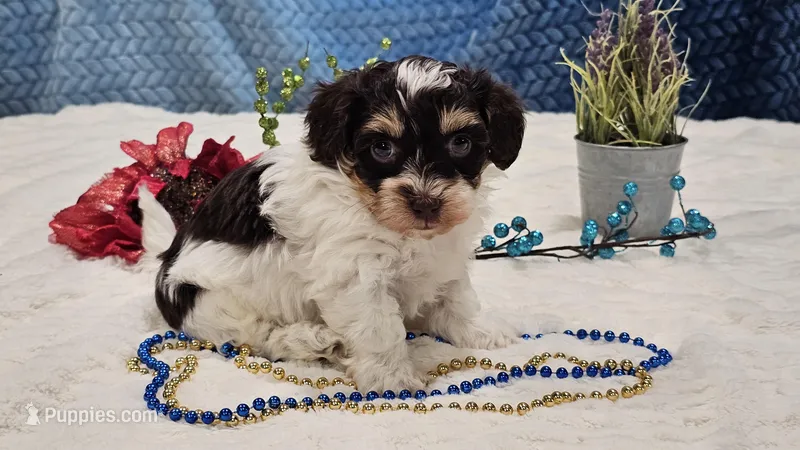 Jax – Havapoo puppy for sale in Springfield, MO