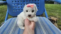 Cindy, a male Bichon Frise for sale in Springfield, MO – 5 of 8