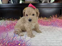 Angle, a female Havapoo for sale in Springfield, MO – 2 of 10
