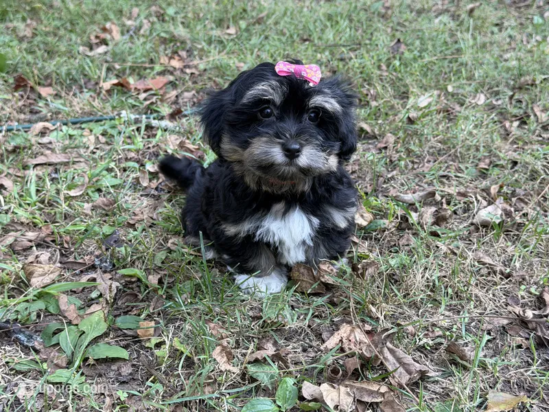 Nichole – Havanese puppy for sale in Springfield, MO