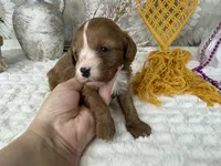 Zoe, a female Cavapoo for sale in Springfield, MO – 4 of 8