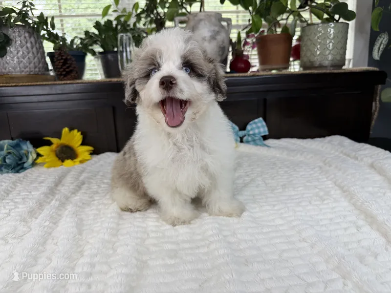 Toy size Caleb blue eyes !!! – Aussiedoodle puppy for sale in Springfield, MO