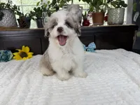 Toy size Caleb blue eyes !!!, a male Aussiedoodle for sale in Springfield, MO – 1 of 9