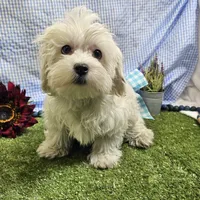 Ryker, a male Maltese for sale in Springfield, MO – Photo 6 of 6