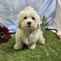 Ryker, a male Maltese for sale in Springfield, MO – Photo 3 of 6