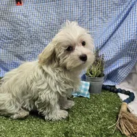 Ryker, a male Maltese for sale in Springfield, MO – Photo 5 of 6