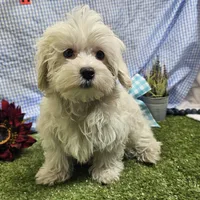 Ryker, a male Maltese for sale in Springfield, MO – Photo 1 of 6