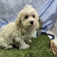 Ryker, a male Maltese for sale in Springfield, MO – Photo 4 of 6